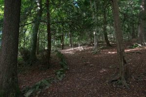 Explore Serpentine Woods in Kendal