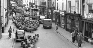 Heritage - The famous Hardman image of a flock of sheep coming down Allhallows Lane in Kendal. Courtesy of the Museum of Lakeland Life & Industry, Lakeland Arts