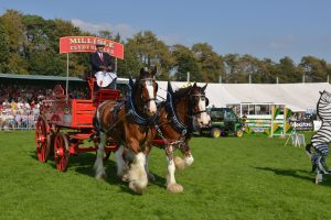 Westmorland County Show Shire Horses Display